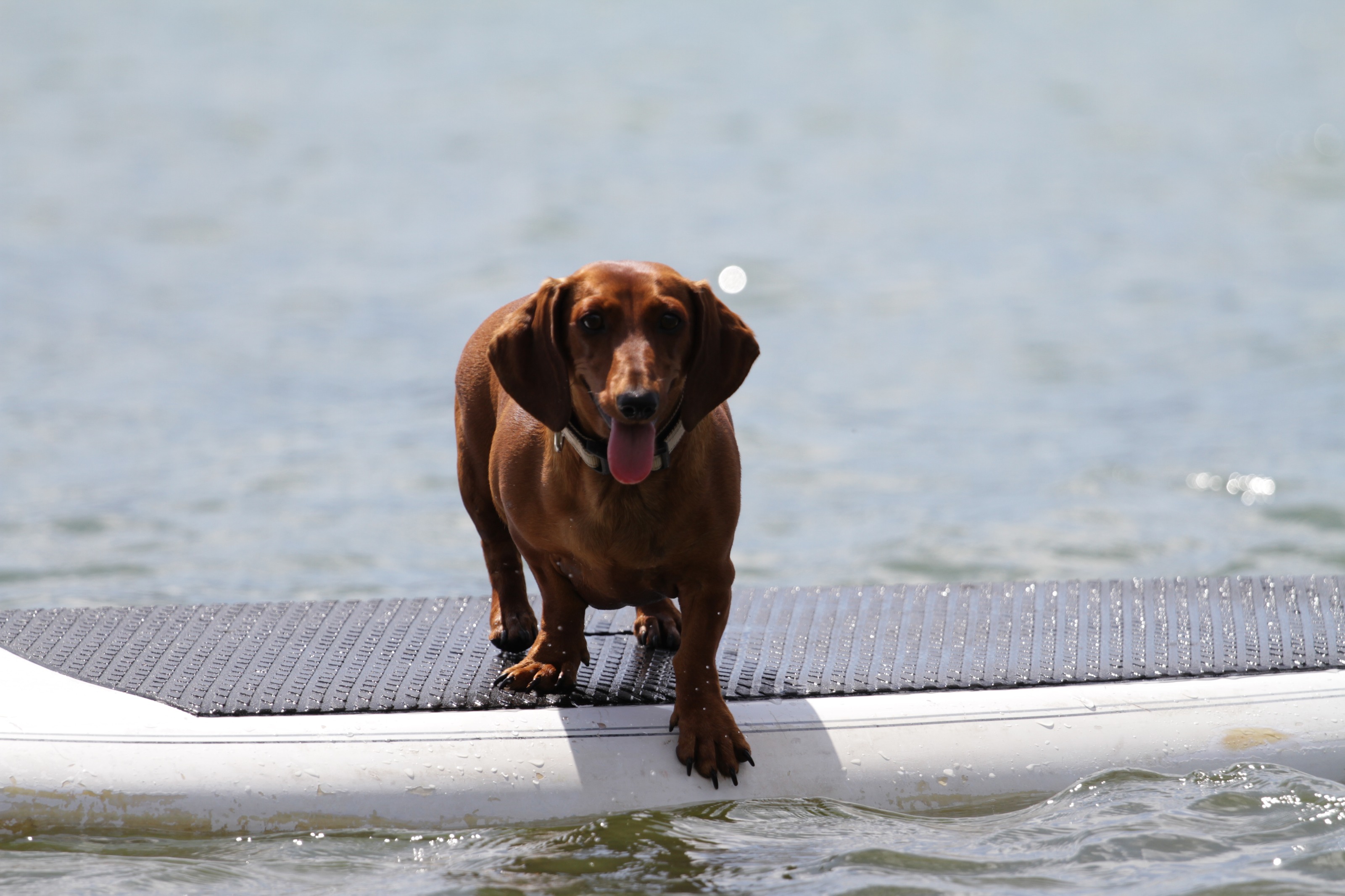 Un perro salchicha sobre una tabla de paddle en la laguna