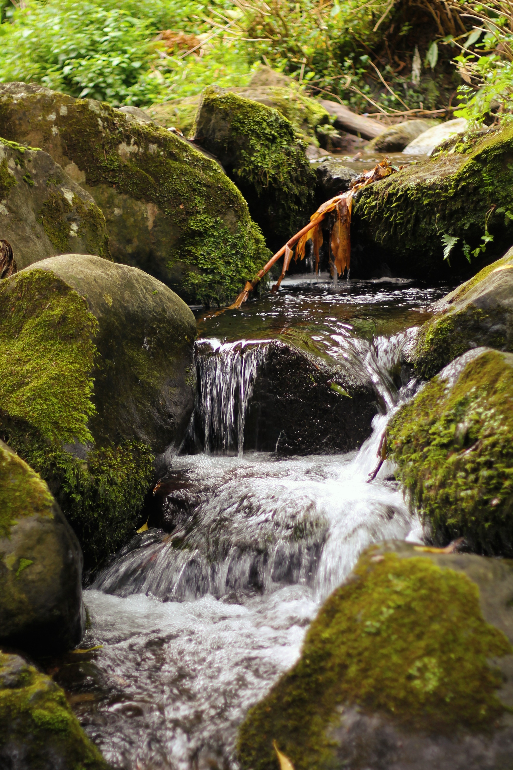 Cascata na mata dos Açores