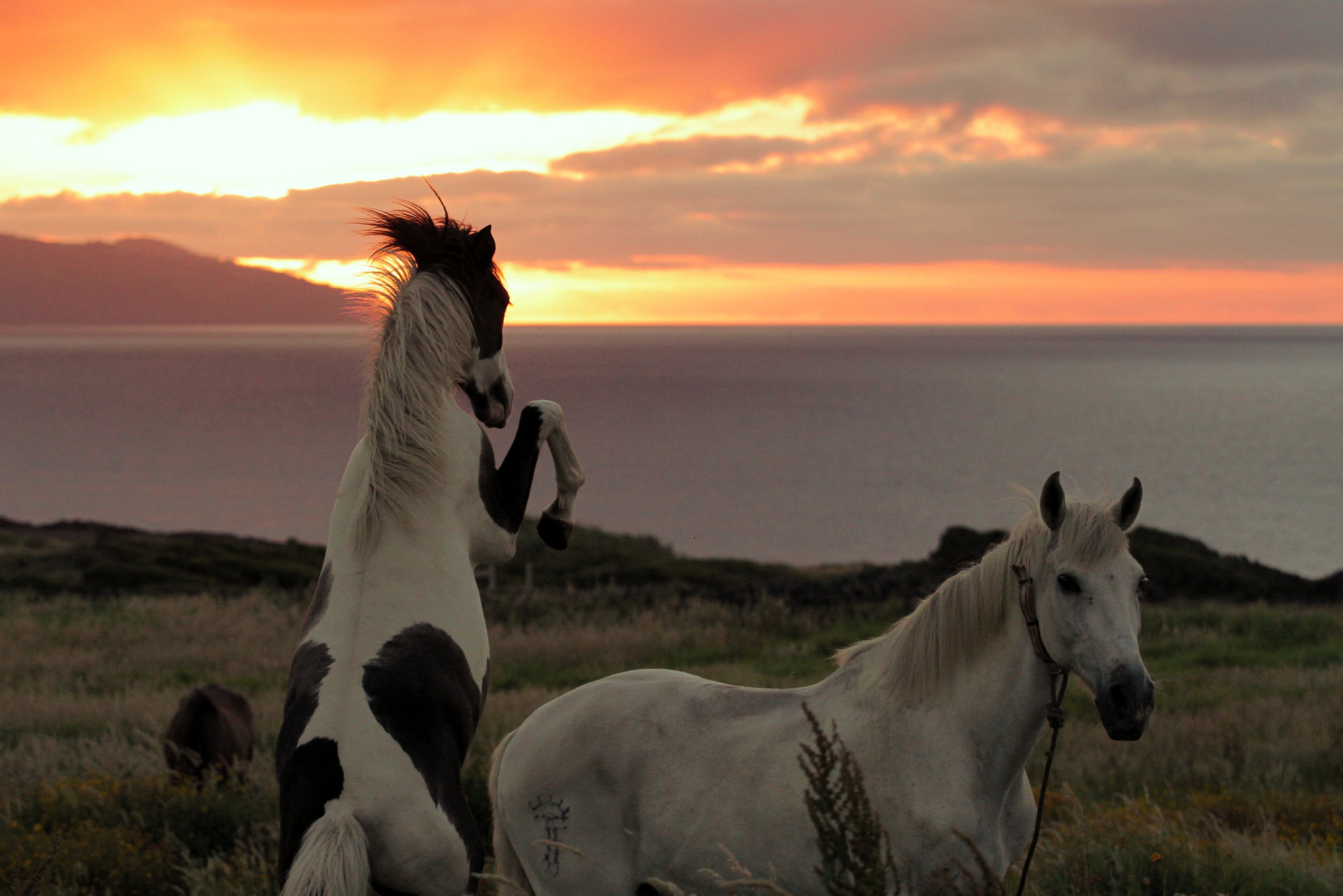 Cavalos selvagens ao pôr do sol na costa de São Miguel, nos Açores