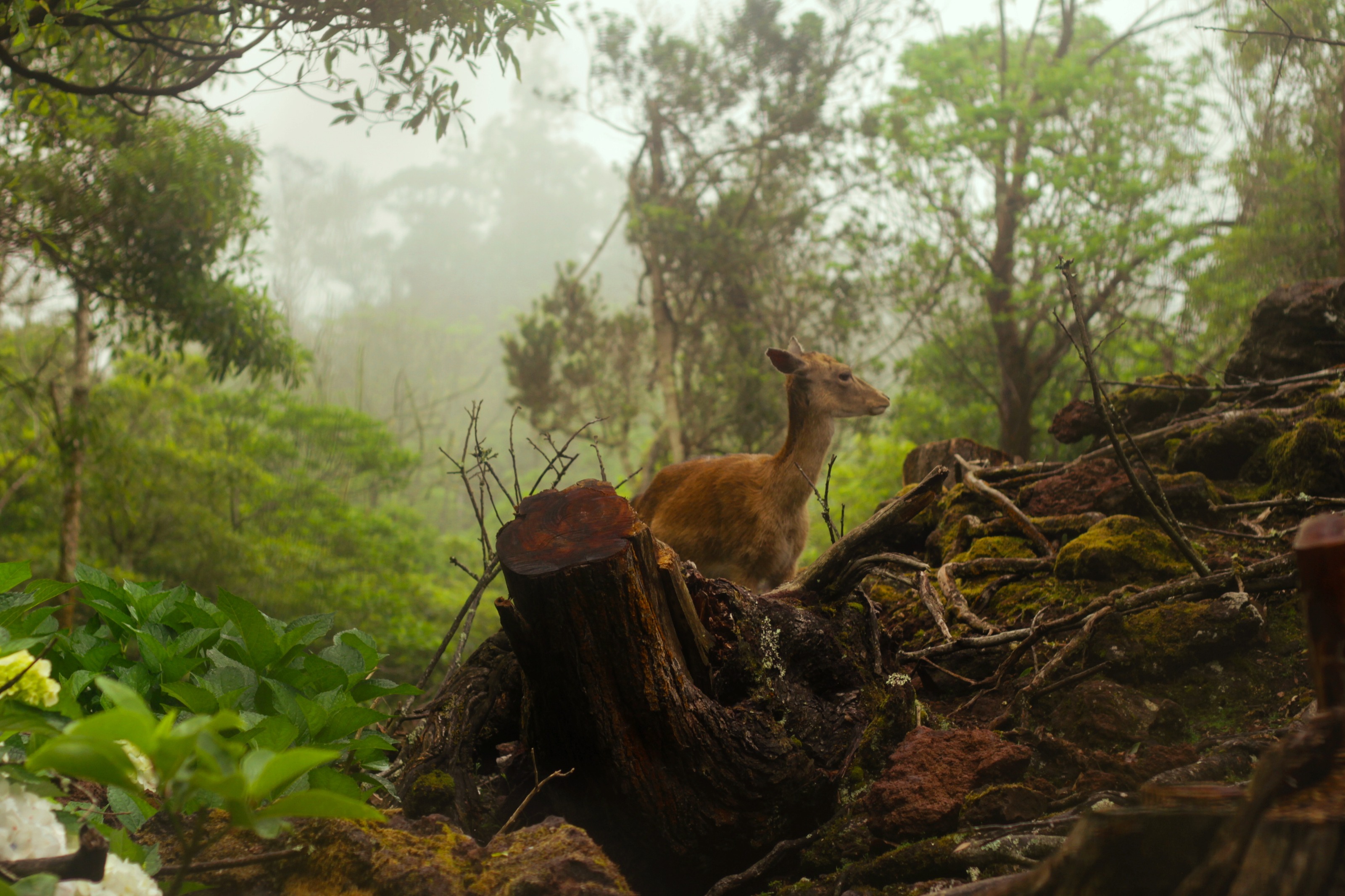 Veado na mata enevoada de São Miguel