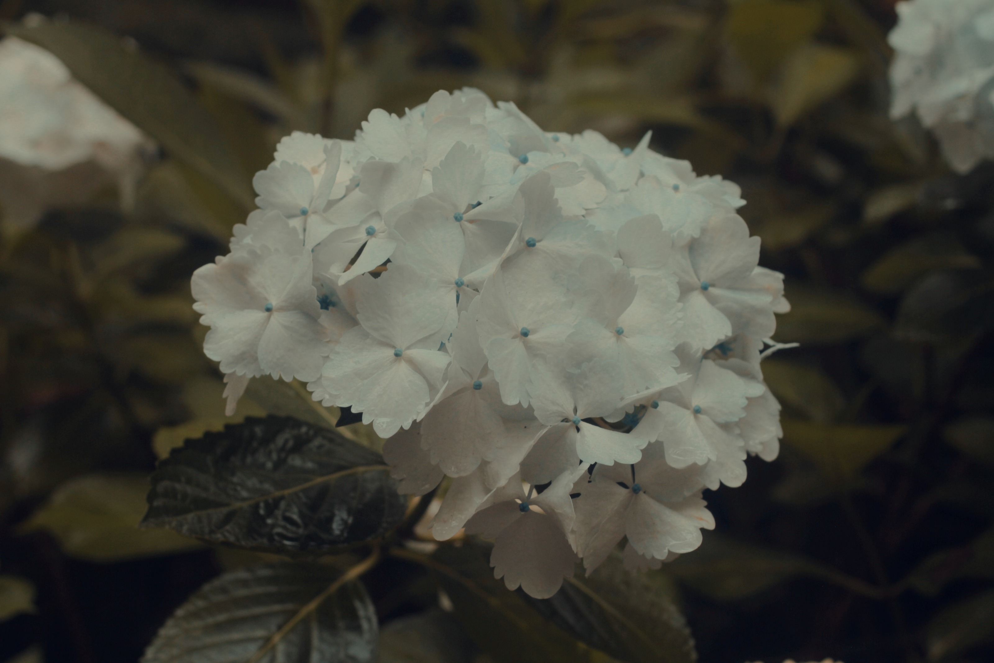 Hortênsia branca, a flor símbolo dos Açores
